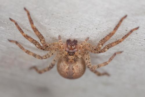 Zoropsis spinimana